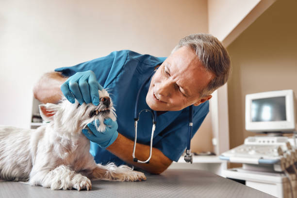 Best Knocked-Out Tooth (Avulsed Tooth) Treatment in Salamanca, NY